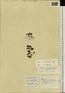 Чабрец Ревердатто Serg., Сибирь, Чукотка и Камчатка (S7) (Россия)