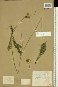 Кульбаба шершаволистная L., Восточная Европа, Центральный район (E4) (Россия)