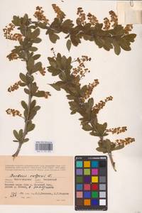 Барбарис обыкновенный L., Восточная Европа, Нижневолжский район (E9) (Россия)