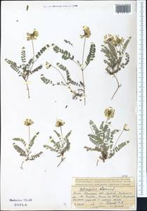 Астрагал альпийский L., Средняя Азия и Казахстан, Северный и Центральный Тянь-Шань (M4) (Казахстан)