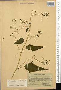 Марь гибридная (L.) S. Fuentes, Uotila & Borsch, Кавказ, Ставропольский край, Карачаево-Черкесия, Кабардино-Балкария (K1b) (Россия)