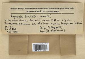 Barbilophozia barbata (Schmidel ex Schreb.) Loeske, Гербарий мохообразных, Мхи - Дальний Восток (без Чукотки и Камчатки) (B20) (Россия)