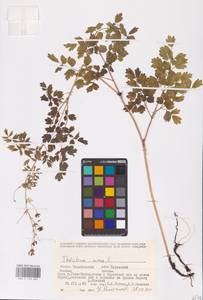 Bасилисник малый L., Восточная Европа, Восточный район (E10) (Россия)