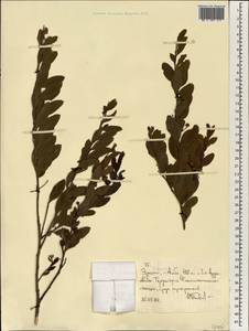 Ebenaceae, Африка (AFR) (Эфиопия)
