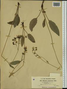 Hieracium rotundatum subsp. rotundatum, Западная Европа (EUR) (Словения)