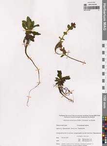 Вероника американская (Raf.) Schwein. ex Benth., Сибирь, Чукотка и Камчатка (S7) (Россия)