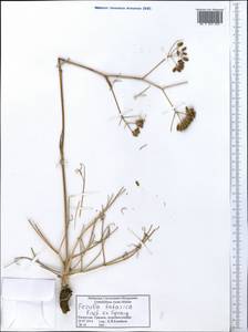 Ферула татарская Fisch. ex Spreng., Средняя Азия и Казахстан, Прикаспийский Устюрт и Северное Приаралье (M8) (Казахстан)