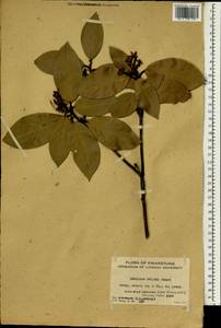 Machilus grijsii Hance, Зарубежная Азия (ASIA) (КНР)
