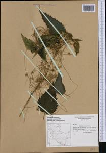 Повилика европейская L., Западная Европа (EUR) (Германия)