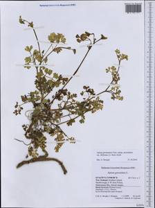 Apium prostratum var. filiforme (A. Rich.) Kirk, Австралия и Океания (AUSTR) (Новая Зеландия)