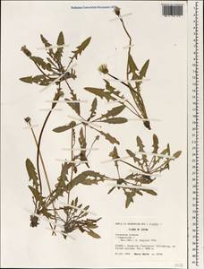 Одуванчик китайский Kitag., Зарубежная Азия (ASIA) (КНР)