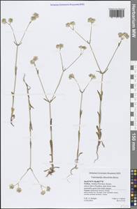 Valerianella obtusiloba Boiss., Зарубежная Азия (ASIA) (Турция)