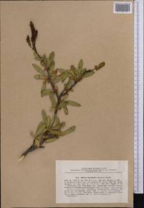 Sibiraea tianschanica (Krasn.) Pojark., Средняя Азия и Казахстан, Северный и Центральный Тянь-Шань (M4) (Казахстан)