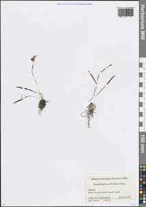 Muscari pallens (M.Bieb.) Fisch., Кавказ, Краснодарский край и Адыгея (K1a) (Россия)