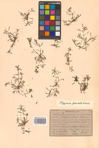 Polygonum plebeium R. Br., Сибирь, Дальний Восток (S6) (Россия)