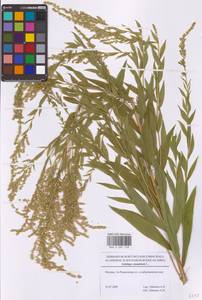 Золотарник канадский L., Восточная Европа, Московская область и Москва (E4a) (Россия)