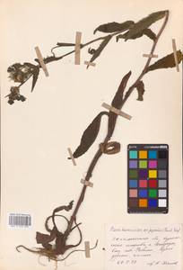 Picris japonica subsp. japonica, Сибирь, Дальний Восток (S6) (Россия)