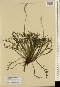 Подорожник перистый L., Крым (KRYM) (Россия)