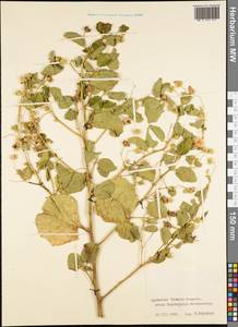 Magnoliopsida, Австралия и Океания (AUSTR) (Французская Полинезия)