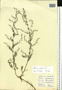 Artemisia caerulescens subsp. caerulescens, Восточная Европа, Ростовская область (E12a) (Россия)
