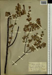 Береза железистая Michx., Сибирь, Чукотка и Камчатка (S7) (Россия)