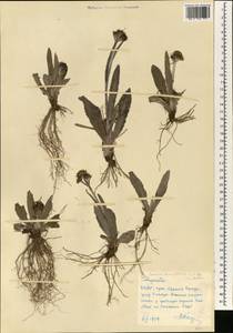 Tephroseris integrifolia subsp. integrifolia, Зарубежная Азия (ASIA) (КНДР)