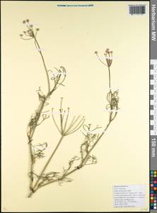 Жабрица извилистая L., Кавказ, Краснодарский край и Адыгея (K1a) (Россия)