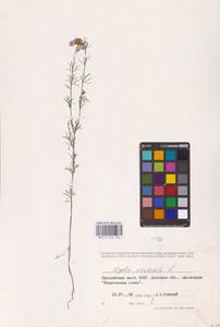 Чернушка полевая L., Восточная Европа, Южно-Украинский район (E12) (Украина)