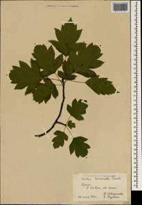 Aria torminalis (L.) Beck, Крым (KRYM) (Россия)