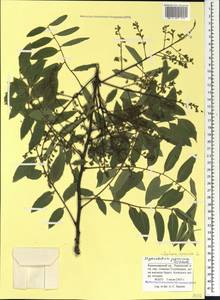 Стифнолобиум японский (L.)Schott, Кавказ, Краснодарский край и Адыгея (K1a) (Россия)
