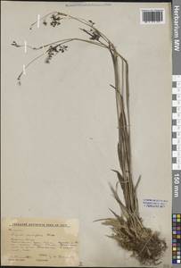 Ожика мелкоцветковая (Ehrh.) Desv., Сибирь, Алтай и Саяны (S2) (Россия)