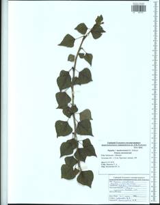 Populus ×moscoviensis Schröd., Восточная Европа, Центральный район (E4) (Россия)