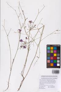 Delphinium consolida subsp. divaricatum (Ledeb.) A.Nyár., Восточная Европа, Нижневолжский район (E9) (Россия)