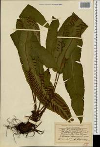 Костенец сколопендровый, Кавказ, Грузия (K4) (Грузия)