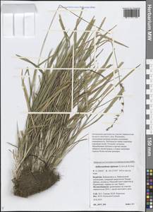 Душистый колосок ниппонский Honda, Сибирь, Прибайкалье и Забайкалье (S4) (Россия)