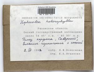 Lophocolea heterophylla (Schrad.) Dumort., Гербарий мохообразных, Мхи - Центральное Нечерноземье (B6) (Россия)