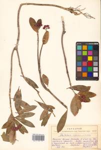 Скиммия промежуточная Komatsu, Сибирь, Дальний Восток (S6) (Россия)