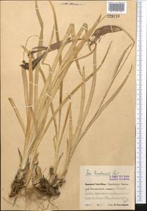 Iris korolkowii Regel, Средняя Азия и Казахстан, Западный Тянь-Шань и Каратау (M3) (Узбекистан)