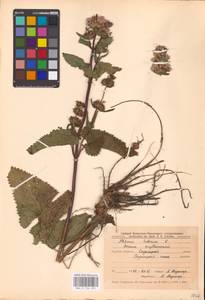 MHA 0 154 225, Зопничек клубненосный (L.) Moench, Восточная Европа, Центральный лесостепной район (E6) (Россия)