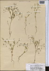 Psammogeton capillifolium (Regel & Schmalh.) Mousavi, Mozaff. & Zarre, Средняя Азия и Казахстан, Памир и Памиро-Алай (M2) (Таджикистан)
