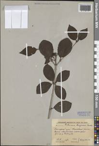 Калина буреинская Regel & Herder, Сибирь, Дальний Восток (S6) (Россия)