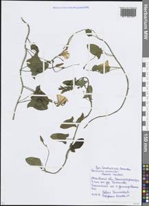 Вьюнок полевой L., Восточная Европа, Московская область и Москва (E4a) (Россия)