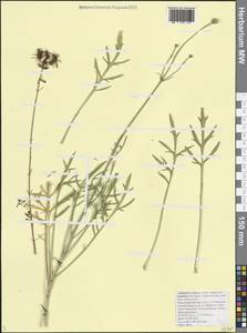 Головчатка кожистая (Willd.) Roem. & Schult. ex Steud., Кавказ, Черноморское побережье (от Новороссийска до Адлера) (K3) (Россия)