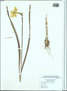 Narcissus pseudonarcissus L., Восточная Европа, Центральный район (E4) (Россия)