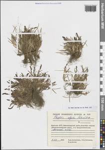 Фиппсия холодолюбивая (Sol.) R.Br., Сибирь, Якутия (S5) (Россия)