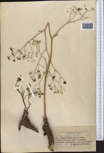 Ферула каспийская M.Bieb., Средняя Азия и Казахстан, Муюнкумы, Прибалхашье и Бетпак-Дала (M9) (Казахстан)