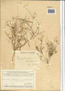 Goldbachia sabulosa (Kar. & Kir.) D. A. German & Al-Shehbaz, Средняя Азия и Казахстан, Муюнкумы, Прибалхашье и Бетпак-Дала (M9) (Казахстан)