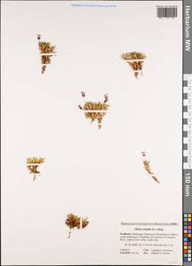 Смолевка бесстебельная (L.) Jacq., Западная Европа (EUR) (Шпицберген и Ян-Майен)