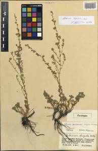 Artemisia davazamczii Darijma & Kamelin, Монголия (MONG) (Монголия)
