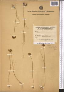 Лук неравнодольный Vved., Средняя Азия и Казахстан, Памир и Памиро-Алай (M2) (Киргизия)